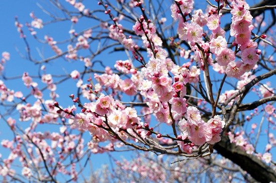 日本举行传统梅花节游园赏花浪漫唯美（组图）