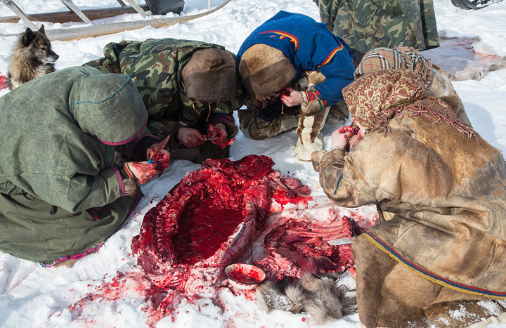 俄苔原牧民日常生活:生吃驯鹿肉 场面惊人(组图