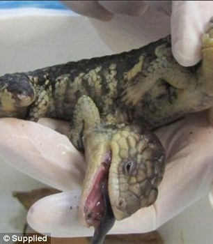 澳双头蜥蜴腹部长出多余的头