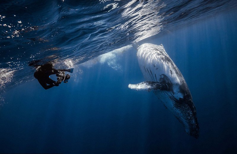 摄影师印度洋水下冒险拍摄座头鲸英姿