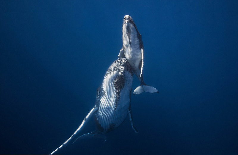 摄影师印度洋水下冒险拍摄座头鲸英姿