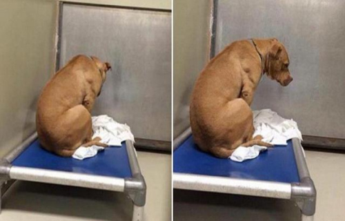 乐天狗狗被领养美梦成泡影终日面壁令人心酸（图）