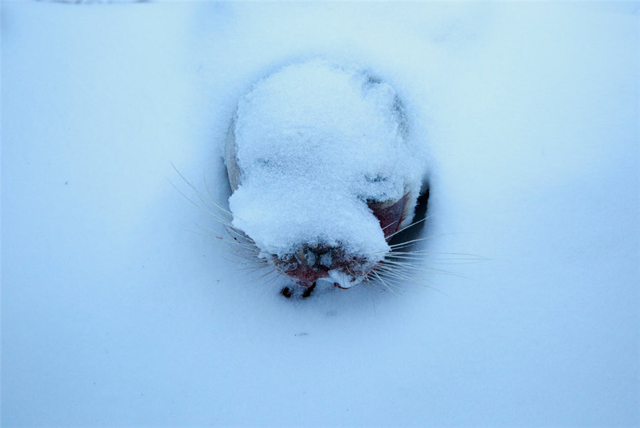 阿拉斯加冰川消融 居民失去家园举步维艰