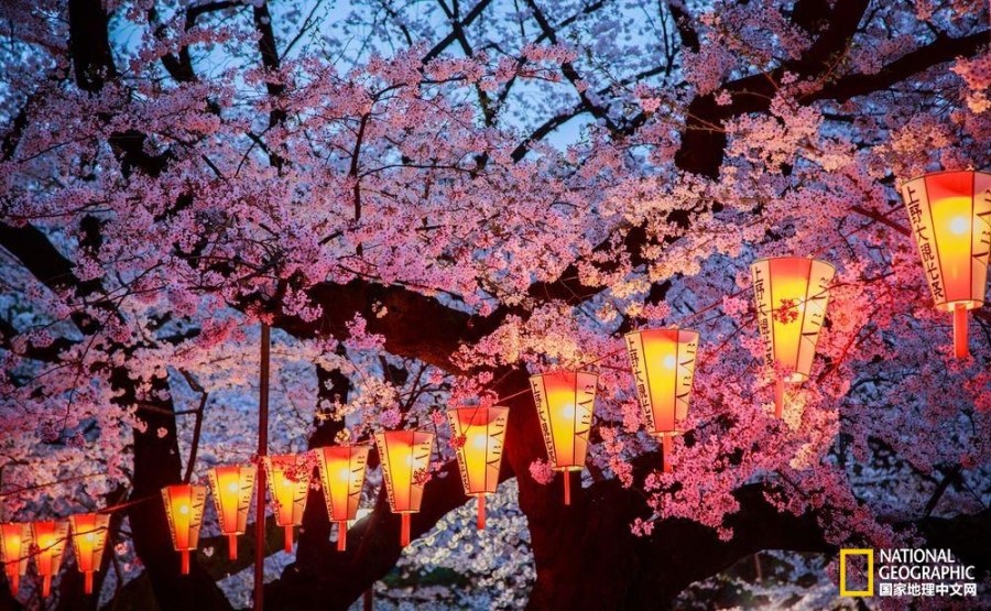 影像记录樱花盛开之时