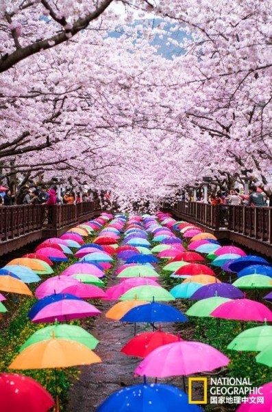 影像记录樱花盛开之时