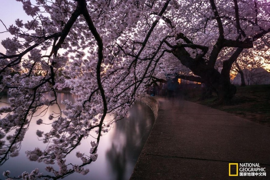 影像记录樱花盛开之时