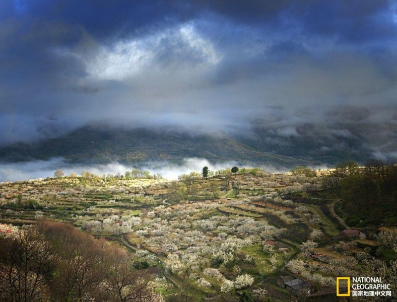 影像记录樱花盛开之时