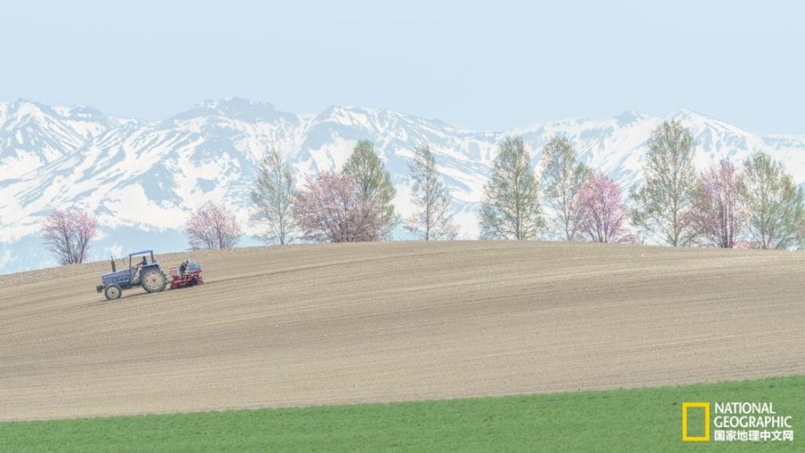 影像记录樱花盛开之时