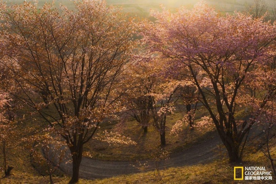 影像记录樱花盛开之时