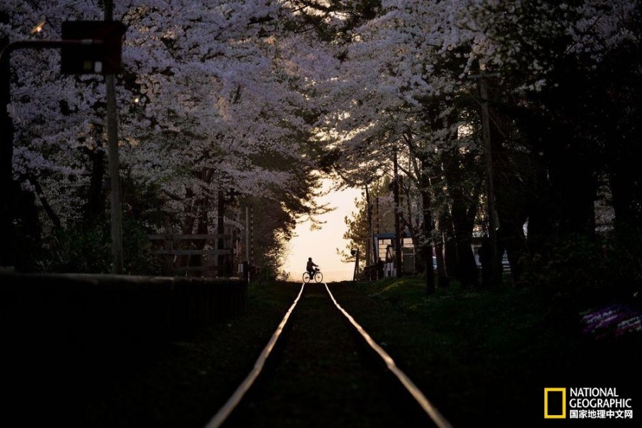 影像记录樱花盛开之时