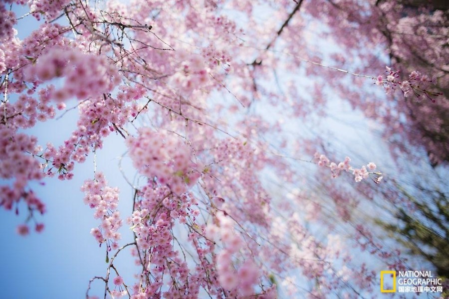 影像记录樱花盛开之时