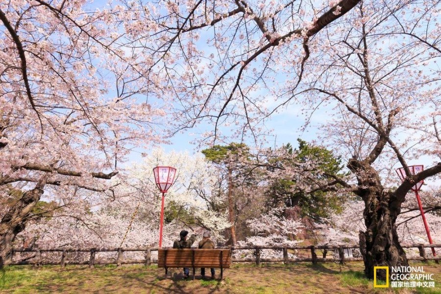 影像记录樱花盛开之时