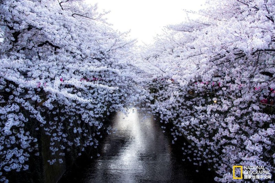 影像记录樱花盛开之时