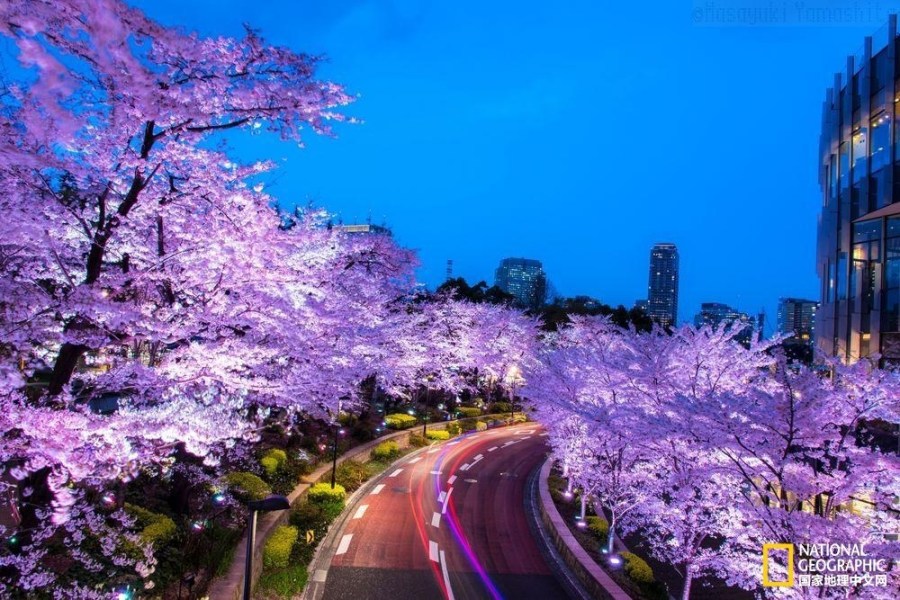 影像记录樱花盛开之时