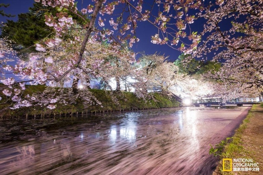 影像记录樱花盛开之时