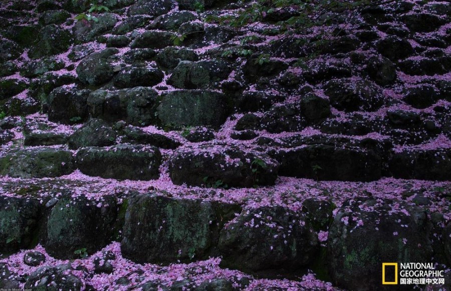 影像记录樱花盛开之时