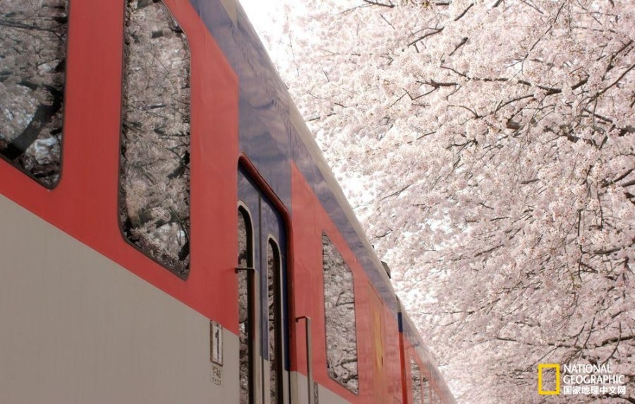 影像记录樱花盛开之时