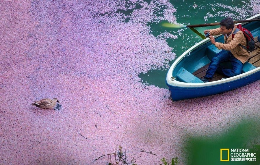 影像记录樱花盛开之时