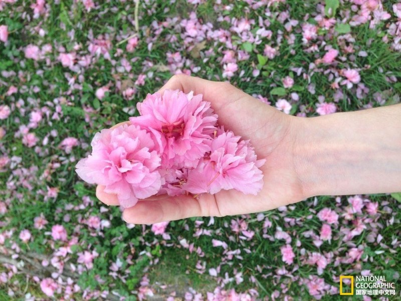 影像记录樱花盛开之时