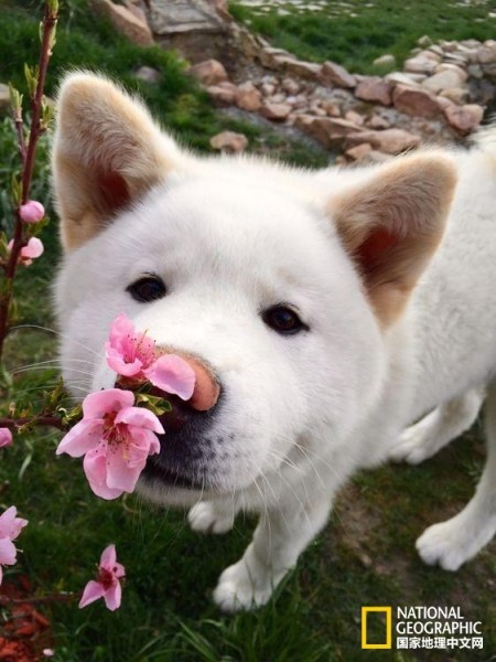 影像记录樱花盛开之时