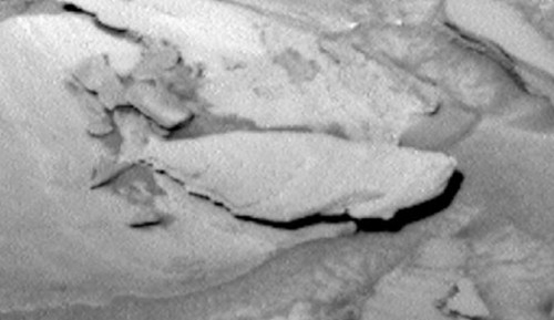 火星上有鱼？UFO爱好者：NASA好奇号拍到了