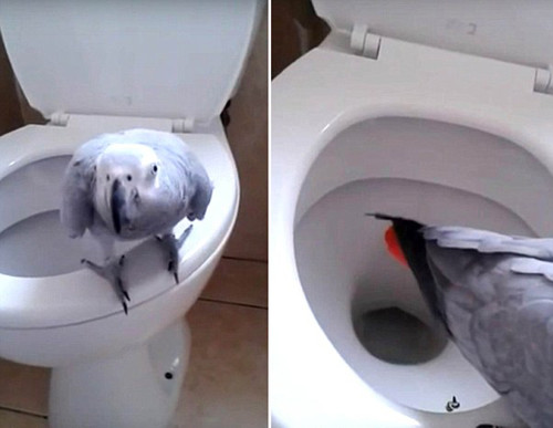 奇葩！英国女子训练鹦鹉用马桶上厕所