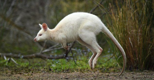 澳大利亚罕见白化袋鼠种群扩大或因缺少天敌