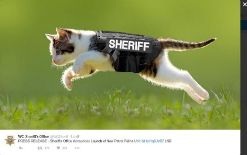 美国过愚人节：警方招聘警猫 超市佯称倒闭(图)