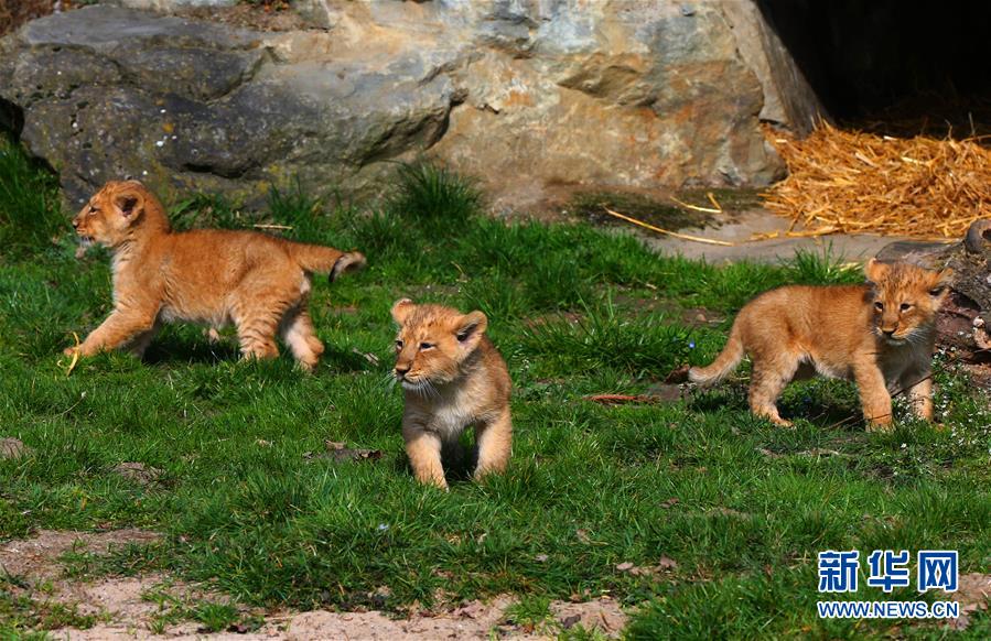 （国际）（2）濒危亚洲狮幼崽亮相比利时