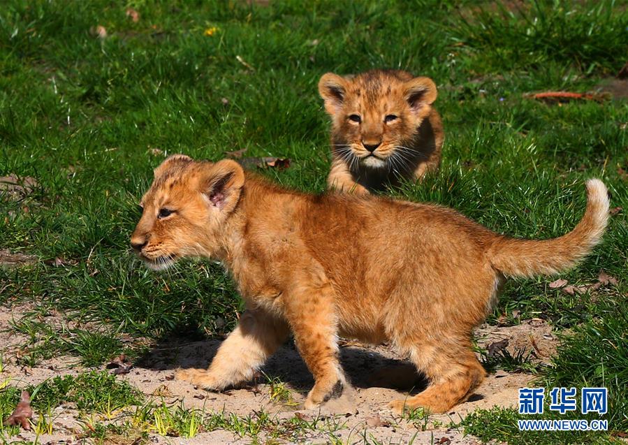（国际）（4）濒危亚洲狮幼崽亮相比利时