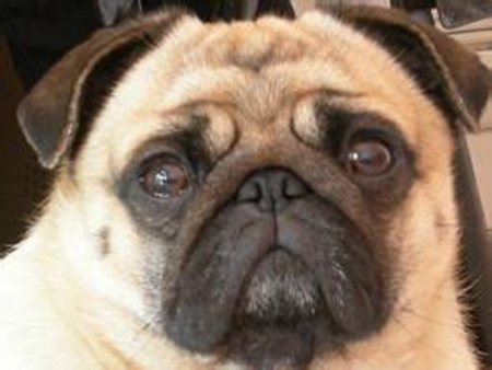 图片来源：澳洲网