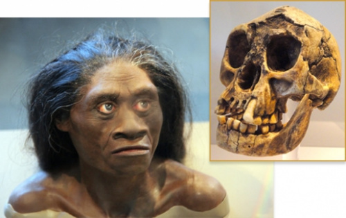 &ldquo;弗洛勒斯人&rdquo;的模拟画像和头骨。