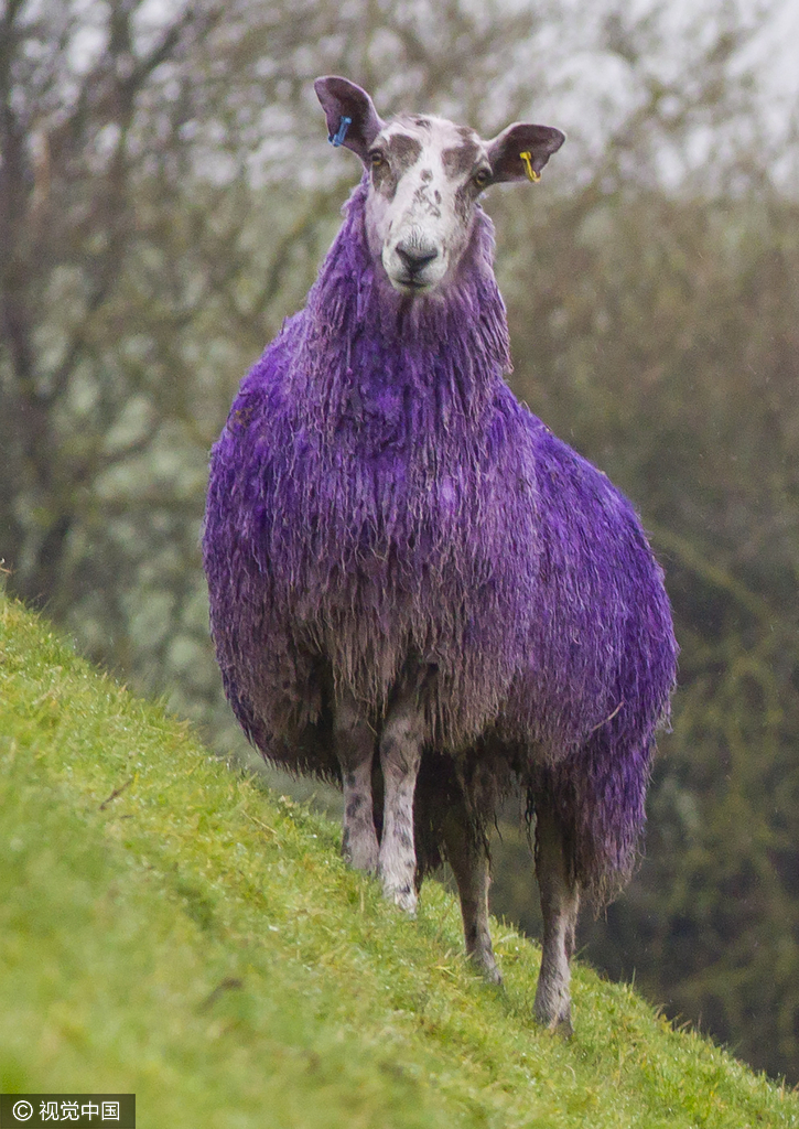 英国公路现&ldquo;紫色绵羊&rdquo; 纪念&ldquo;世界自闭症月&rdquo;