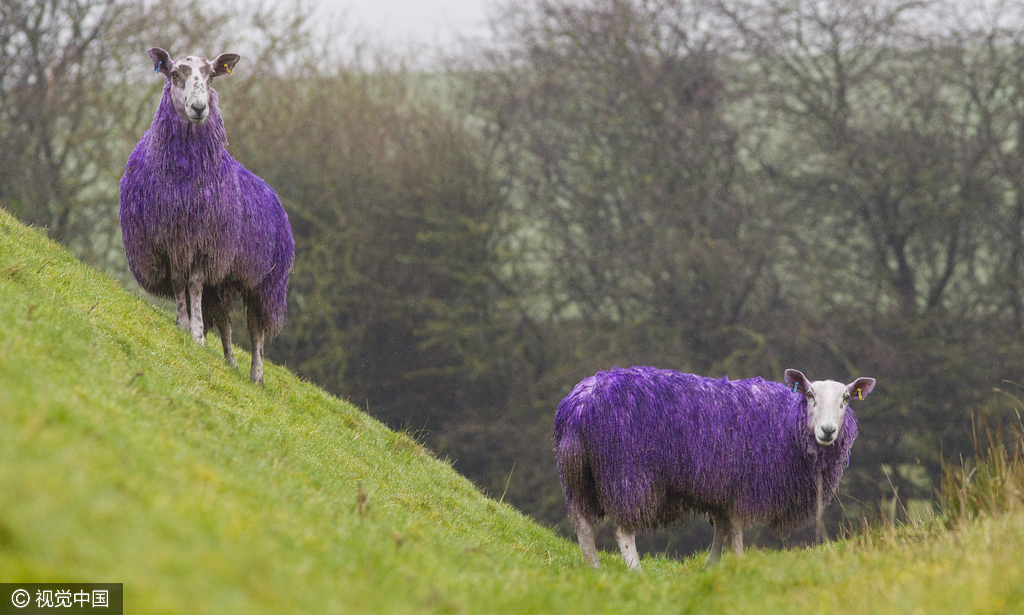 英国公路现&ldquo;紫色绵羊&rdquo; 纪念&ldquo;世界自闭症月&rdquo;