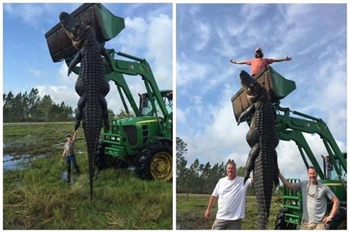 美国农场奶牛常受惊吓原是15英尺长巨鳄作怪(图)