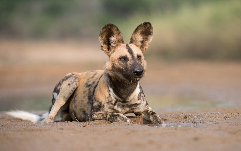 摄影师拍南非野狗捕食成年公羚羊(图)
