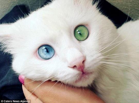 最美网红猫双瞳异色 粉丝被其&ldquo;催眠&rdquo;魔力吸引