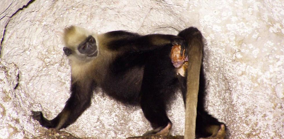 神奇自然！野生猴子分娩也有&ldquo;助产婆&rdquo;