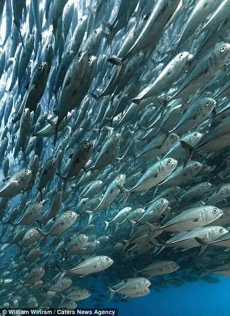 50岁潜水员抓拍海底&ldquo;鱼群龙卷风&rdquo; 场面壮观