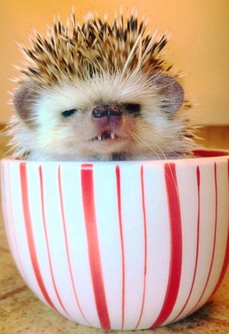 吸血鬼牙刺猬爆红 邪恶微笑吸引2千粉丝