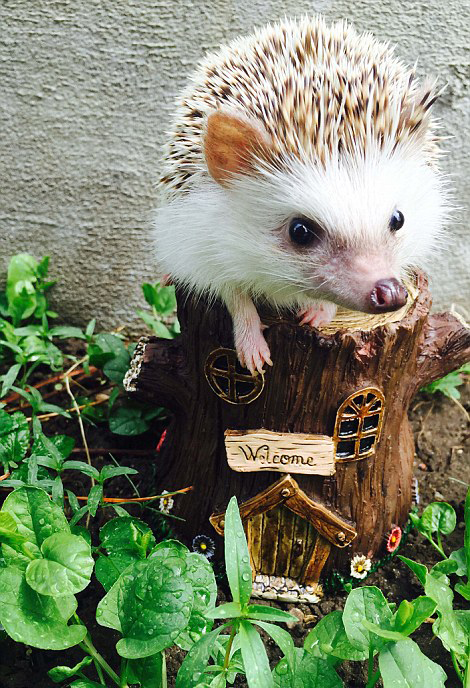 吸血鬼牙刺猬爆红 邪恶微笑吸引2千粉丝