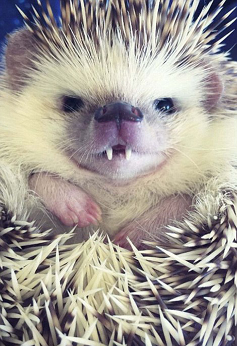 吸血鬼牙刺猬爆红 邪恶微笑吸引2千粉丝