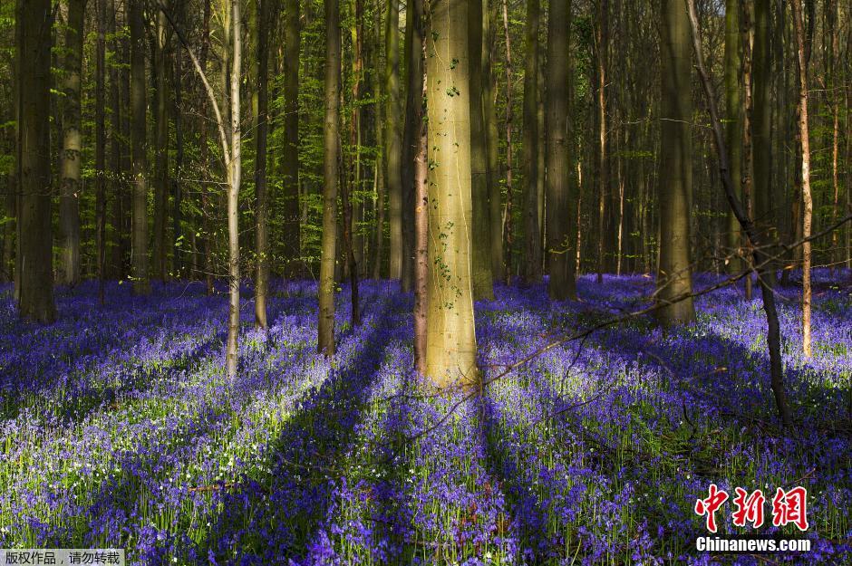 风铃草覆盖森林 遍地蓝色宛如进入童话王国