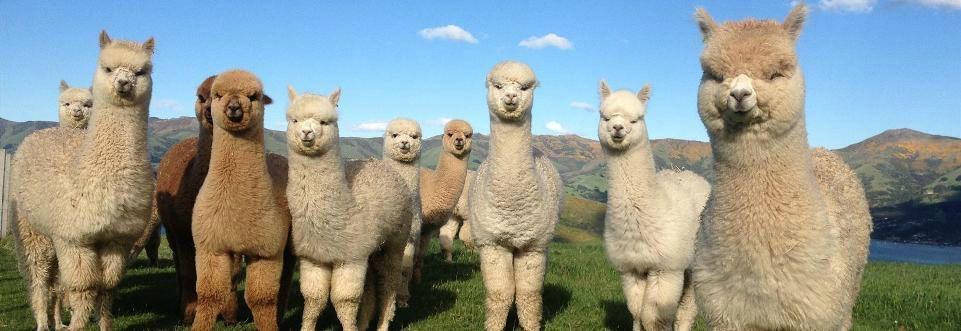 澳洲流行烤羊驼 一公斤高达325元