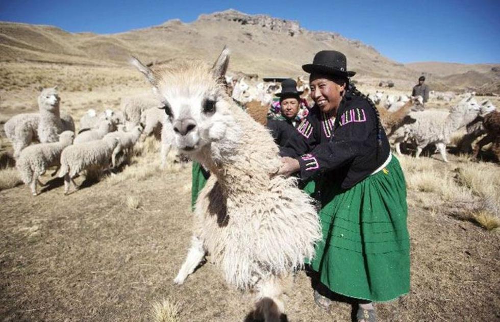 澳洲流行烤羊驼 一公斤高达325元