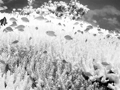 &ldquo;发烧&rdquo;的地球容不得再升半度：全球亟待控温