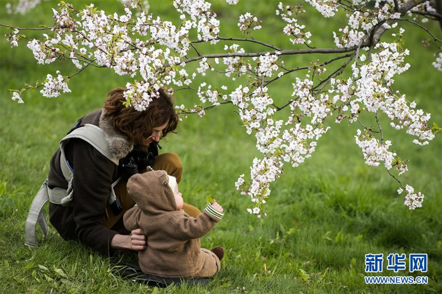 （国际）（3）立陶宛首都维尔纽斯樱花盛开
