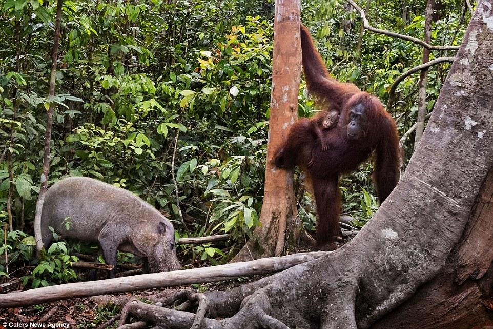 猩猩野猪大作战现场：拿棍子打野猪