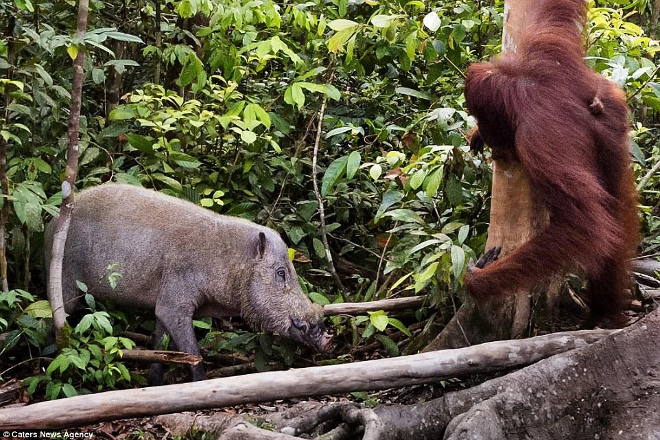猩猩野猪大作战现场：拿棍子打野猪