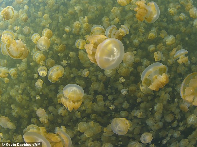帕劳盐湖:800万水母锐减至60万只